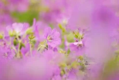 Geranium pratense (Beemdooievaarsbek)