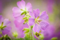Geranium pratense (Beemdooievaarsbek)