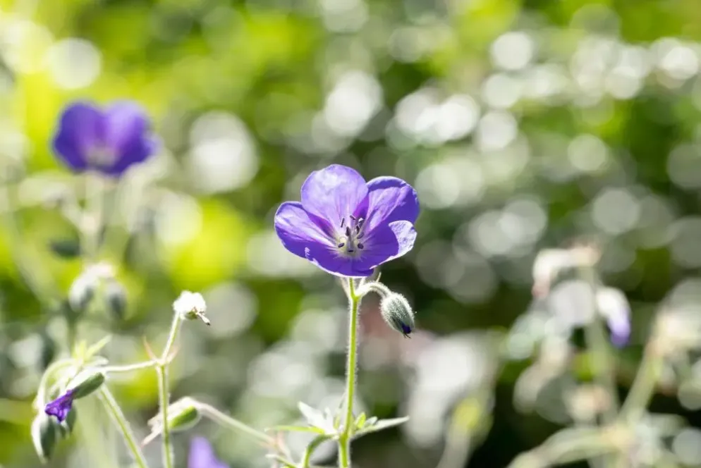 Geranium pratense (Beemdooievaarsbek)