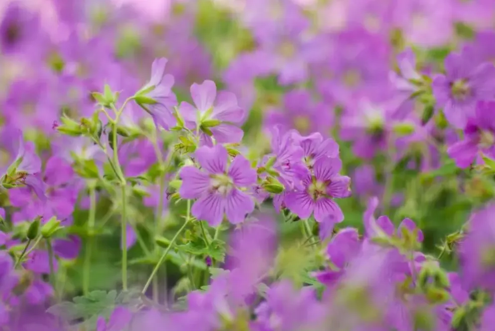 Geranium pratense (Beemdooievaarsbek)