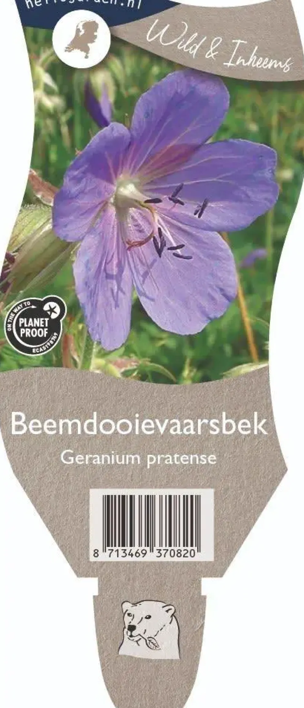 Geranium pratense (Beemdooievaarsbek)