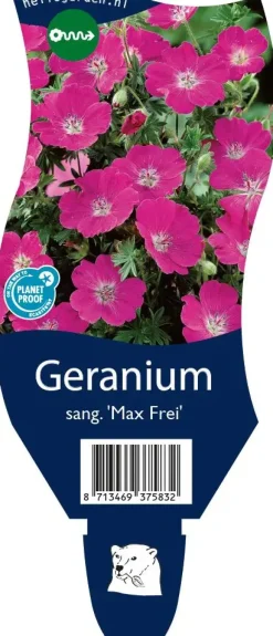 Geranium sanguineum 'Max Frei' (Ooievaarsbek)