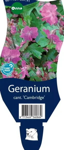 Geranium x cantabrigiense 'Cambridge' (Ooievaarsbek)