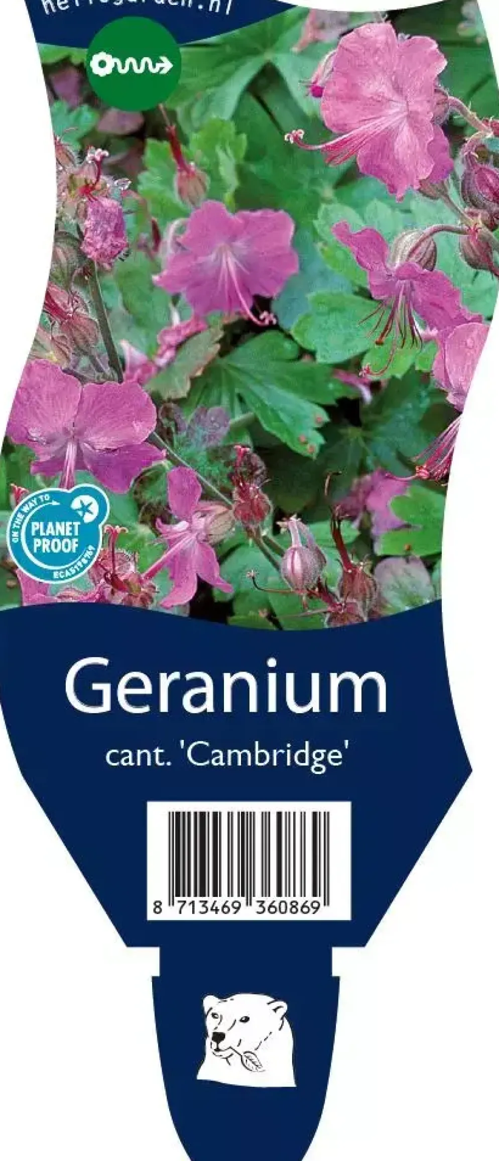 Geranium x cantabrigiense 'Cambridge' (Ooievaarsbek)