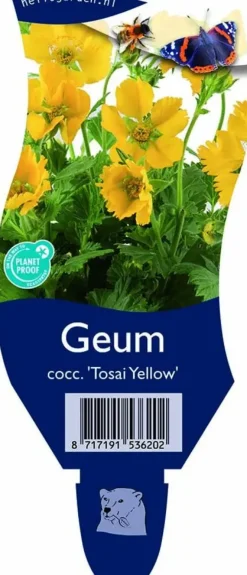 Geum coccineum 'Tosai Yellow' (Nagelkruid)