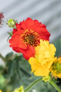 Geum coccineum 'Tosai Yellow' (Nagelkruid)