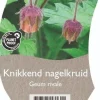 Geum rivale (Knikkend Nagelkruid)