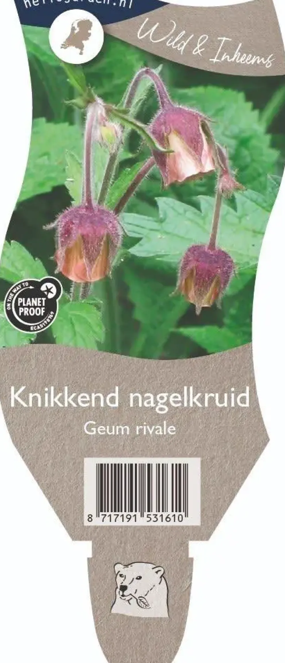 Geum rivale (Knikkend Nagelkruid)