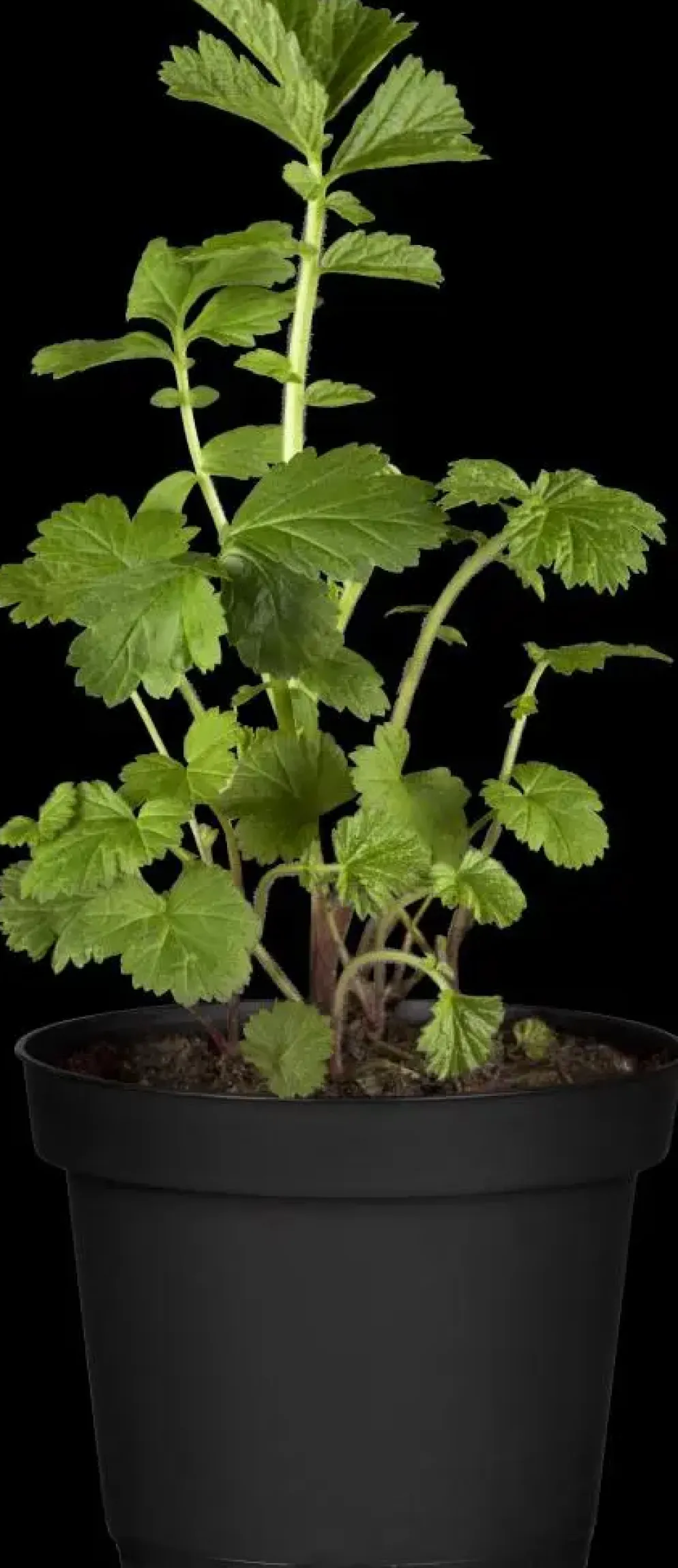 Geum rivale (Knikkend Nagelkruid)