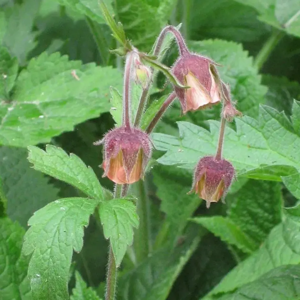 Geum rivale (Knikkend Nagelkruid)