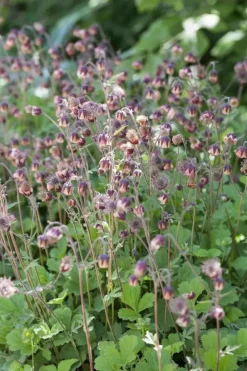 Geum rivale (Knikkend Nagelkruid)