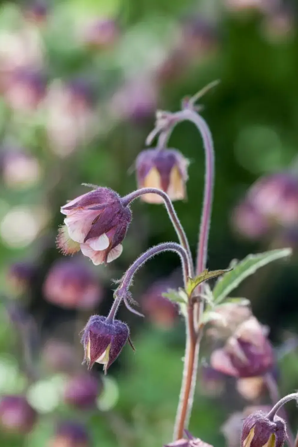 Geum rivale (Knikkend Nagelkruid)
