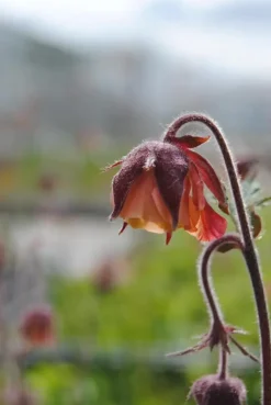 Geum rivale (Knikkend Nagelkruid)