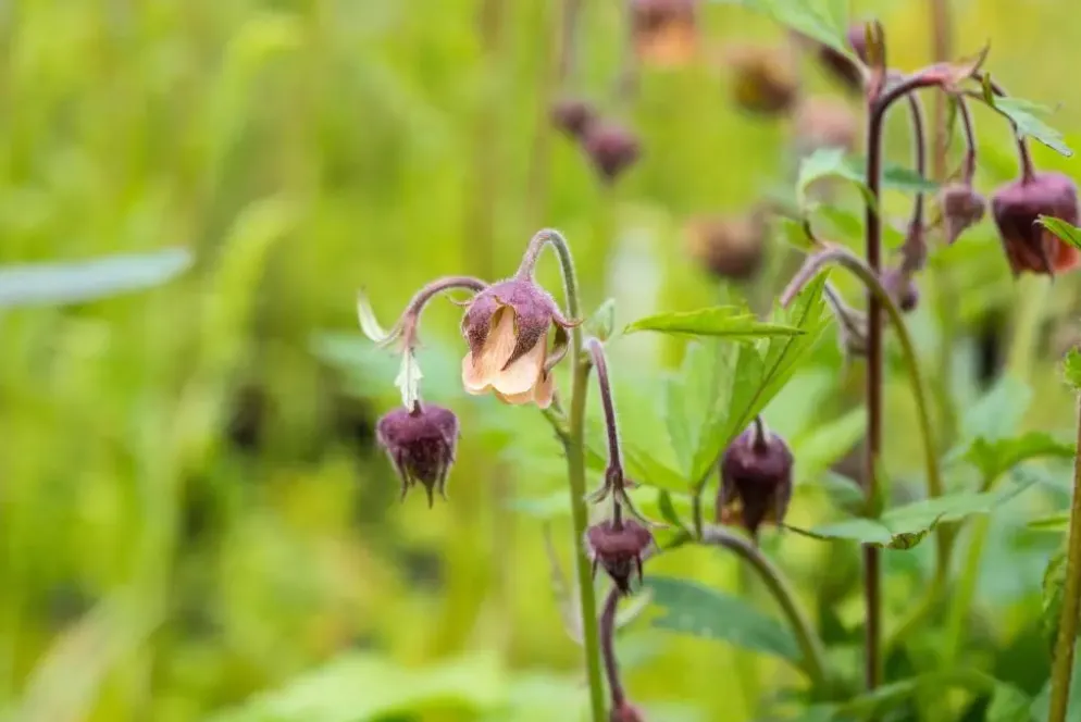 Geum rivale (Knikkend Nagelkruid)
