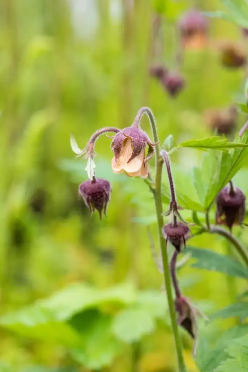 Geum rivale (Knikkend Nagelkruid)