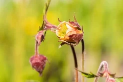 Geum rivale (Knikkend Nagelkruid)