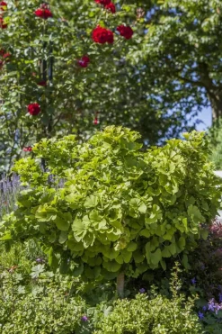 Ginkgo biloba 'Mariken' (Japanse notenboom 'Mariken')