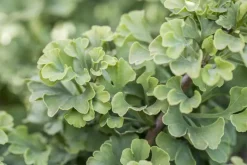 Ginkgo biloba 'Mariken' (Japanse notenboom 'Mariken')