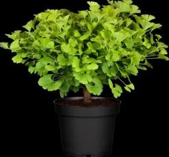 Ginkgo biloba 'Mariken' (Japanse notenboom 'Mariken')