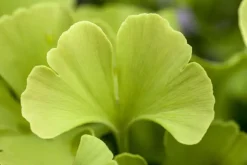 Ginkgo biloba 'Mariken' (Japanse notenboom 'Mariken')