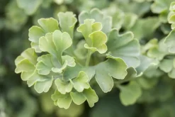 Ginkgo biloba 'Mariken' (Japanse notenboom 'Mariken')