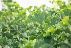 Ginkgo biloba 'Mariken' (Japanse notenboom 'Mariken')