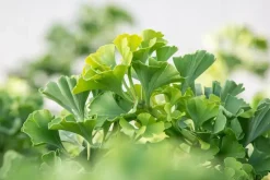 Ginkgo biloba 'Mariken' (Japanse notenboom 'Mariken')