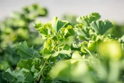 Ginkgo biloba 'Mariken' (Japanse notenboom 'Mariken')
