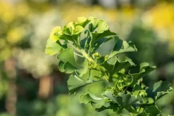 Ginkgo biloba 'Mariken' (Japanse notenboom 'Mariken')