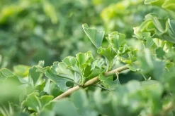 Ginkgo biloba 'Mariken' (Japanse notenboom 'Mariken')