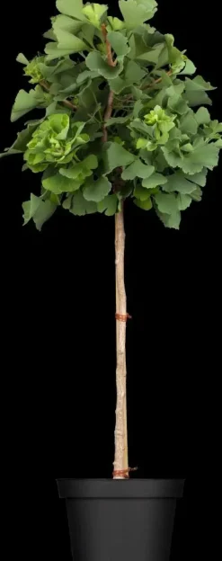 Ginkgo biloba 'Mariken' (Japanse notenboom 'Mariken')