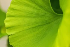 Ginkgo biloba 'Mariken' (Japanse notenboom 'Mariken')