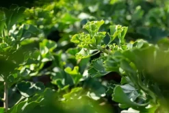 Ginkgo biloba 'Mariken' (Japanse notenboom 'Mariken')