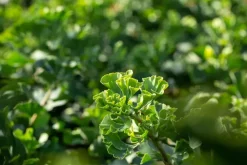 Ginkgo biloba 'Mariken' (Japanse notenboom 'Mariken')