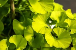 Ginkgo biloba 'Mariken' (Japanse notenboom 'Mariken')