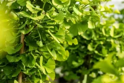 Ginkgo biloba 'Mariken' (Japanse notenboom 'Mariken')