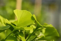 Ginkgo biloba 'Mariken' (Japanse notenboom 'Mariken')