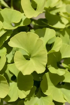 Ginkgo biloba 'Mariken' (Japanse notenboom 'Mariken')