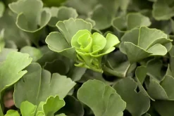 Ginkgo biloba 'Mariken' (Japanse notenboom 'Mariken')