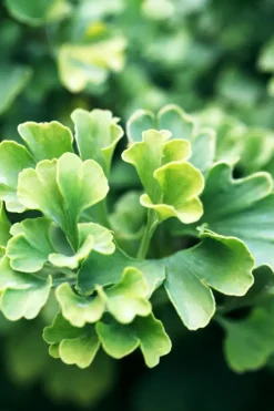 Ginkgo biloba 'Mariken' (Japanse notenboom 'Mariken')