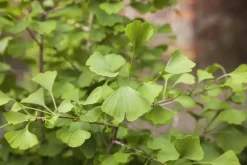 Ginkgo biloba 'Tit' (Japanse notenboom 'Tit')