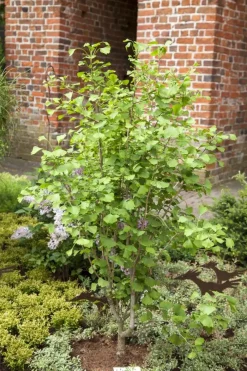 Ginkgo biloba 'Tit' (Japanse notenboom 'Tit')