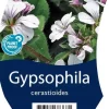 Gypsophila cerastioides (Gipskruid)