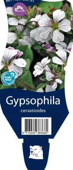 Gypsophila cerastioides (Gipskruid)
