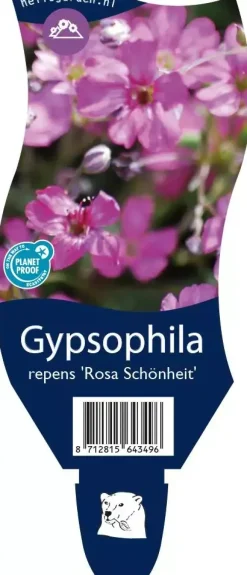 Gypsophila (Kruipend gipskruid)
