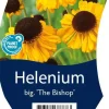 Helenium bigelovii 'The Bishop' (Zonnekruid)