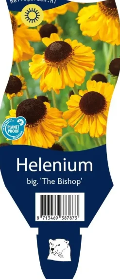 Helenium bigelovii 'The Bishop' (Zonnekruid)