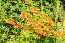 Helenium, orange (Zonnekruid)