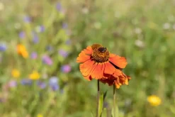 Helenium, orange (Zonnekruid)