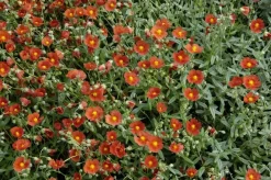 Helianthemum 'Bronzeteppich' (Zonneroosje)